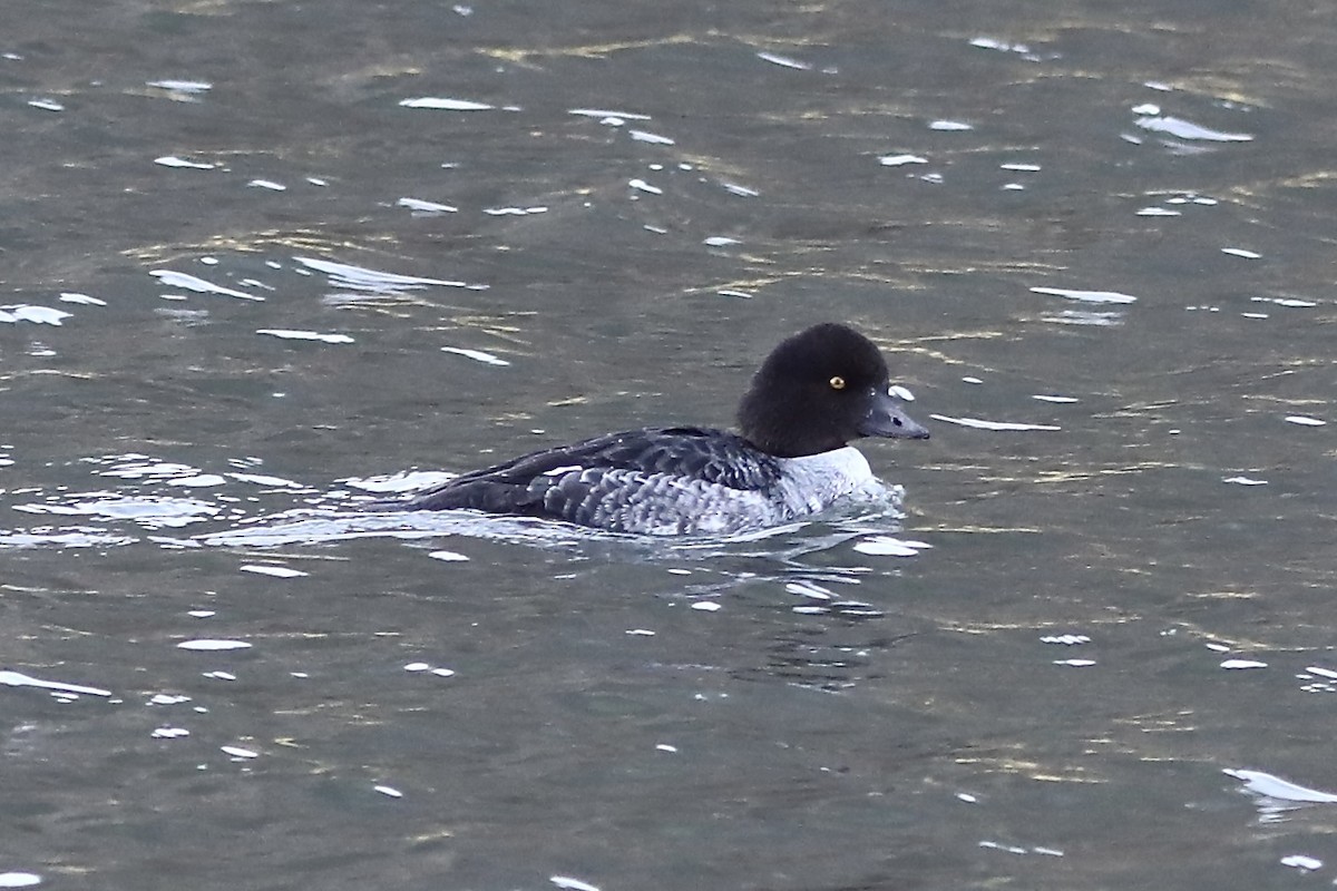 Barrow's Goldeneye - ML647415838