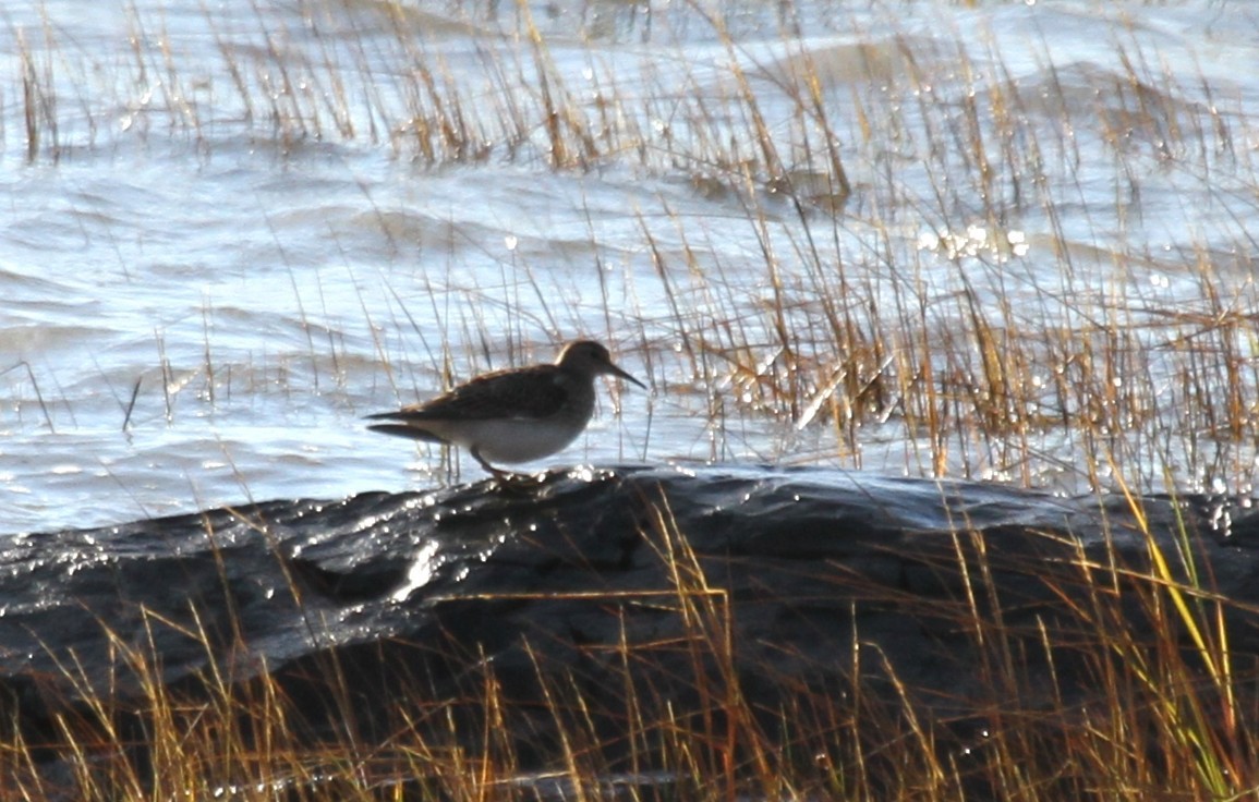 Дутыш - ML647415866