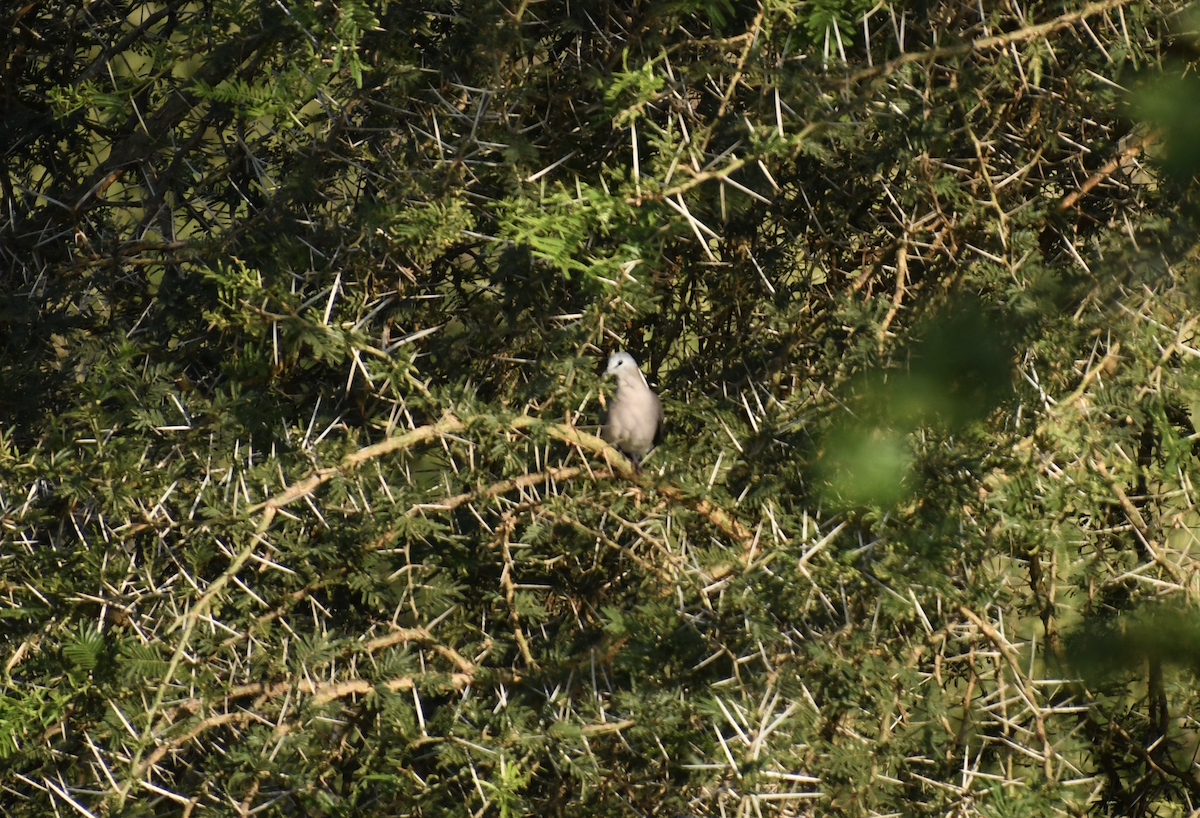 Black-billed Wood-Dove - ML647415879