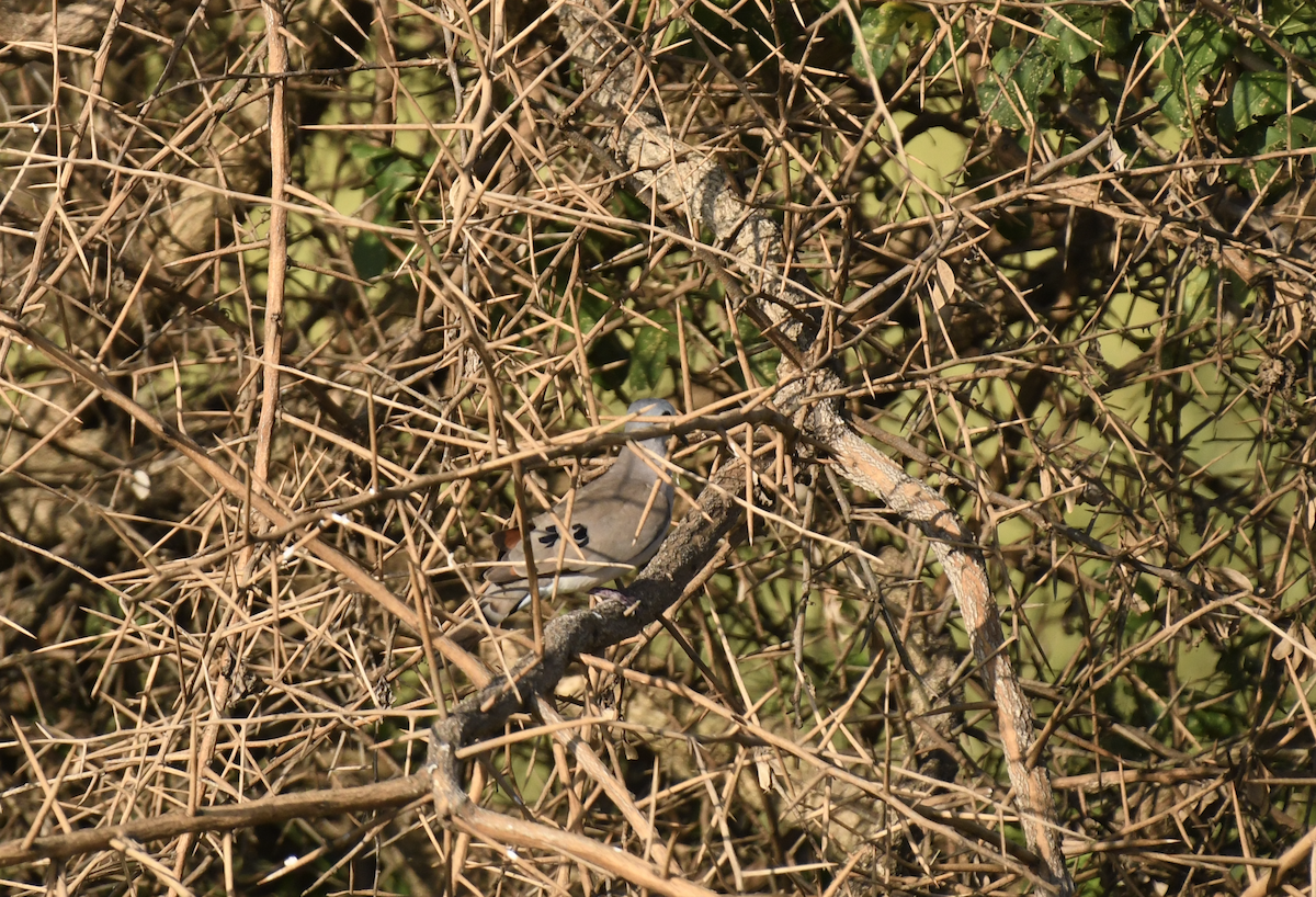 Black-billed Wood-Dove - ML647415880