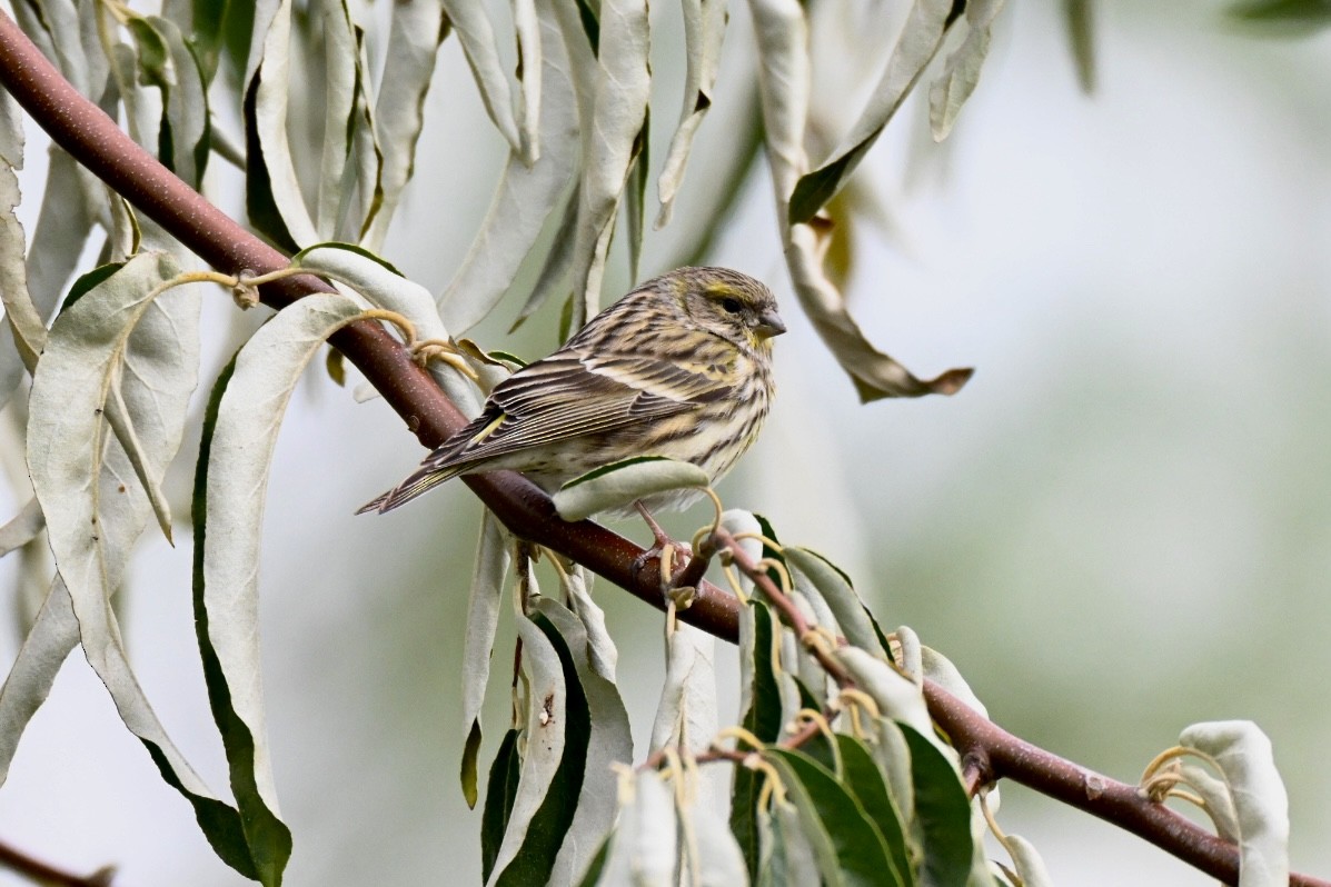 European Serin - ML647415896