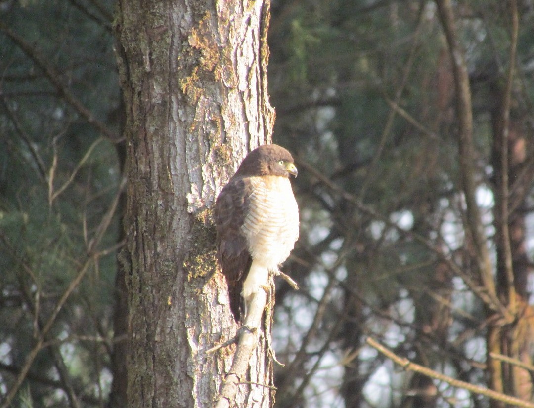 Roadside Hawk - ML647415897