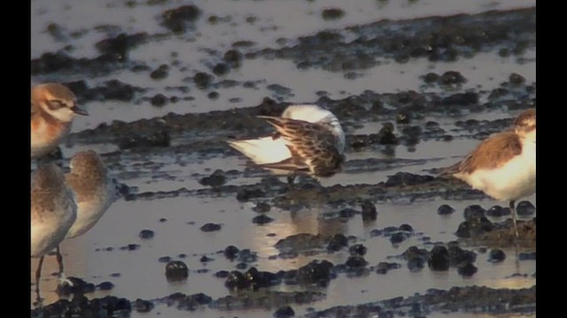 Лопатень - ML647415905