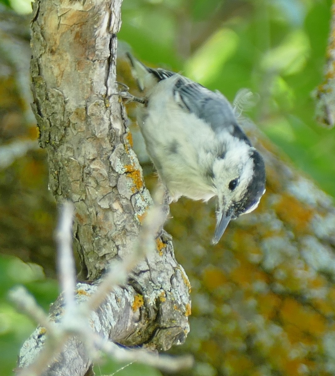 White-breasted Nuthatch - ML64741591