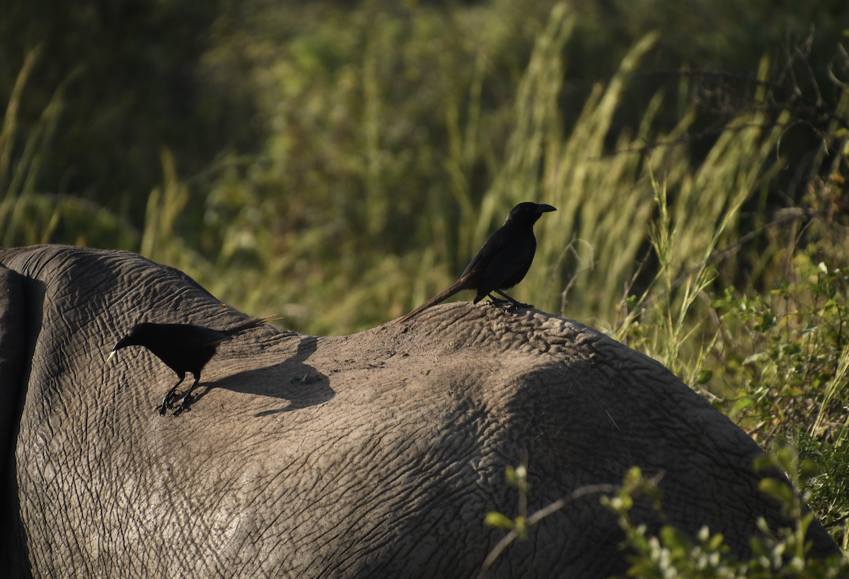 Африканская сорока - ML647415913