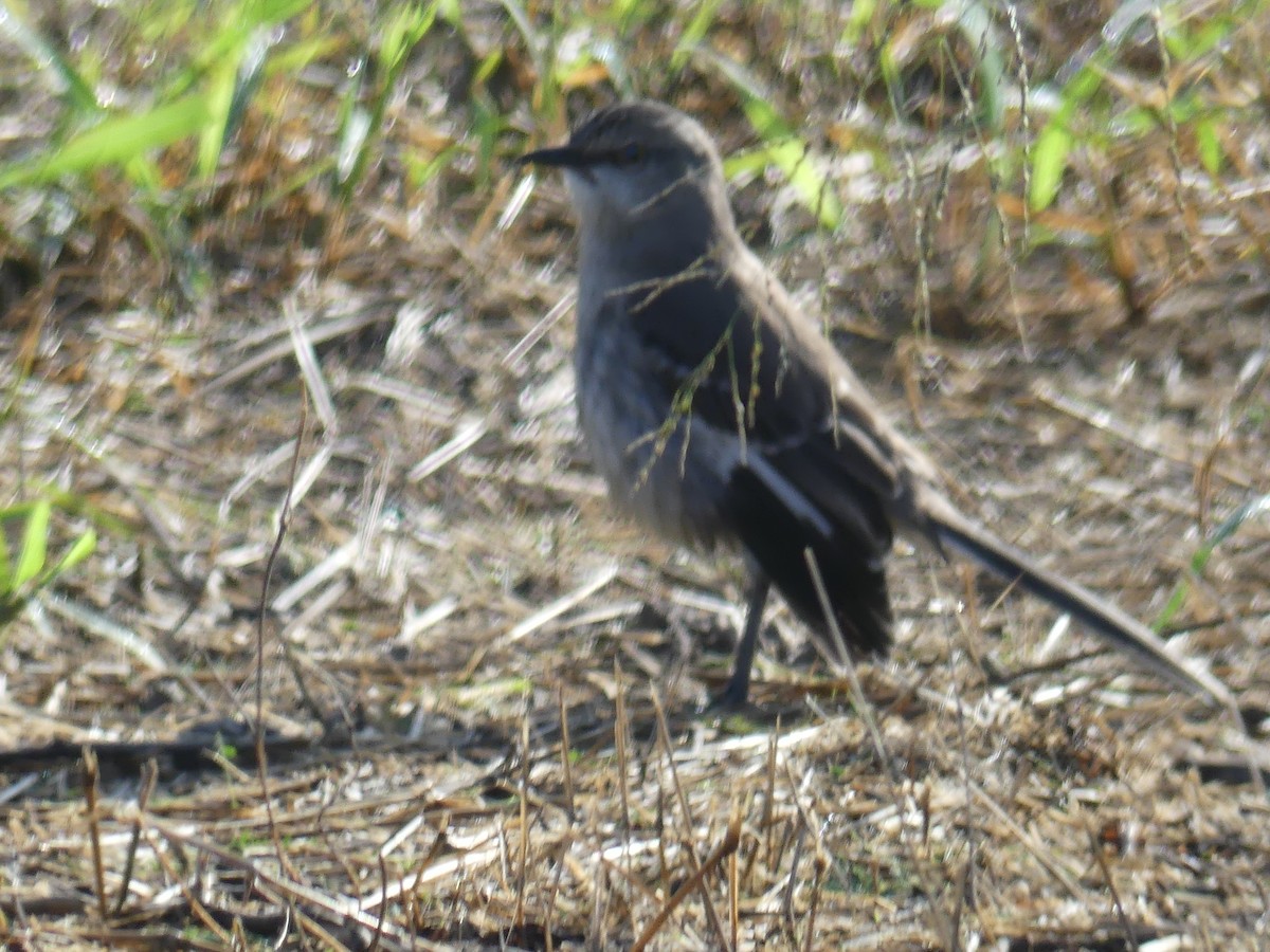 Northern Mockingbird - ML647415915
