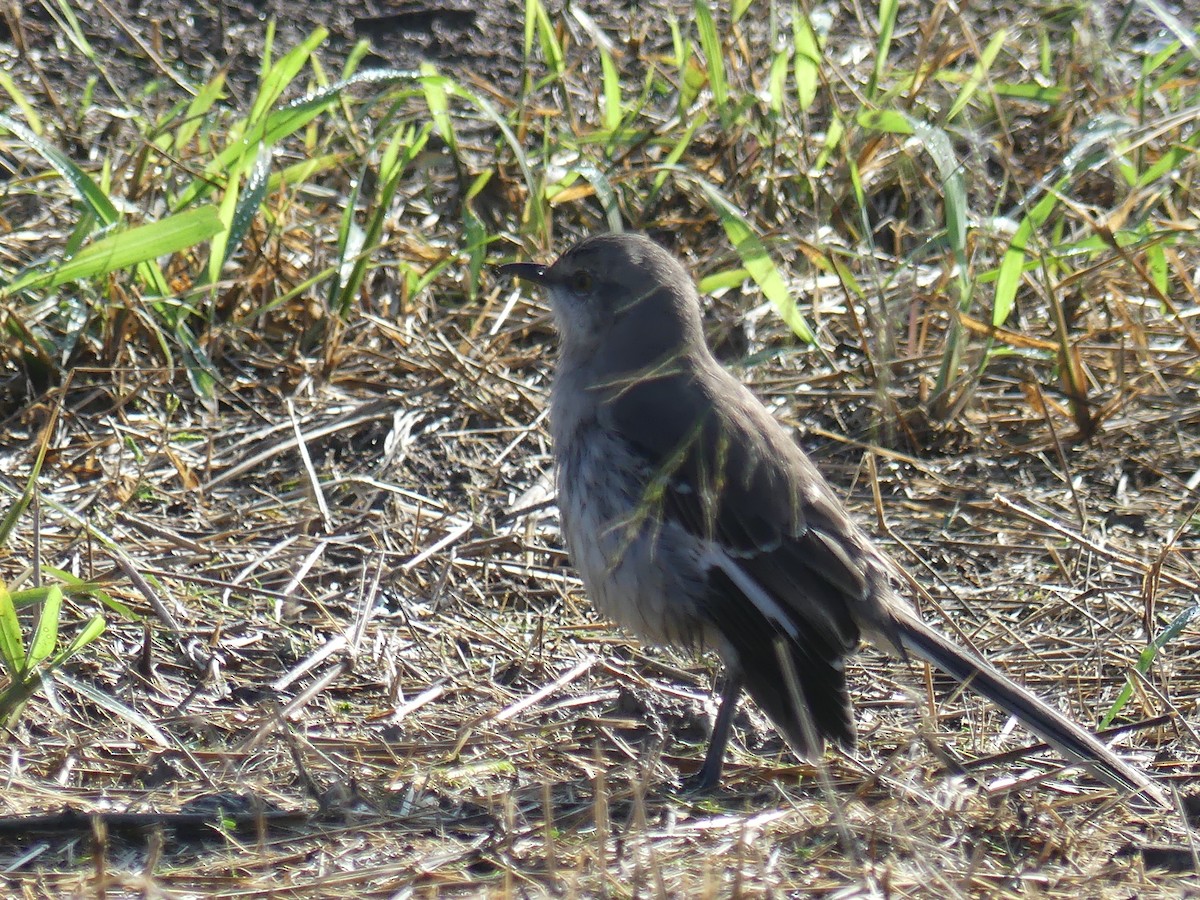 Northern Mockingbird - ML647415916