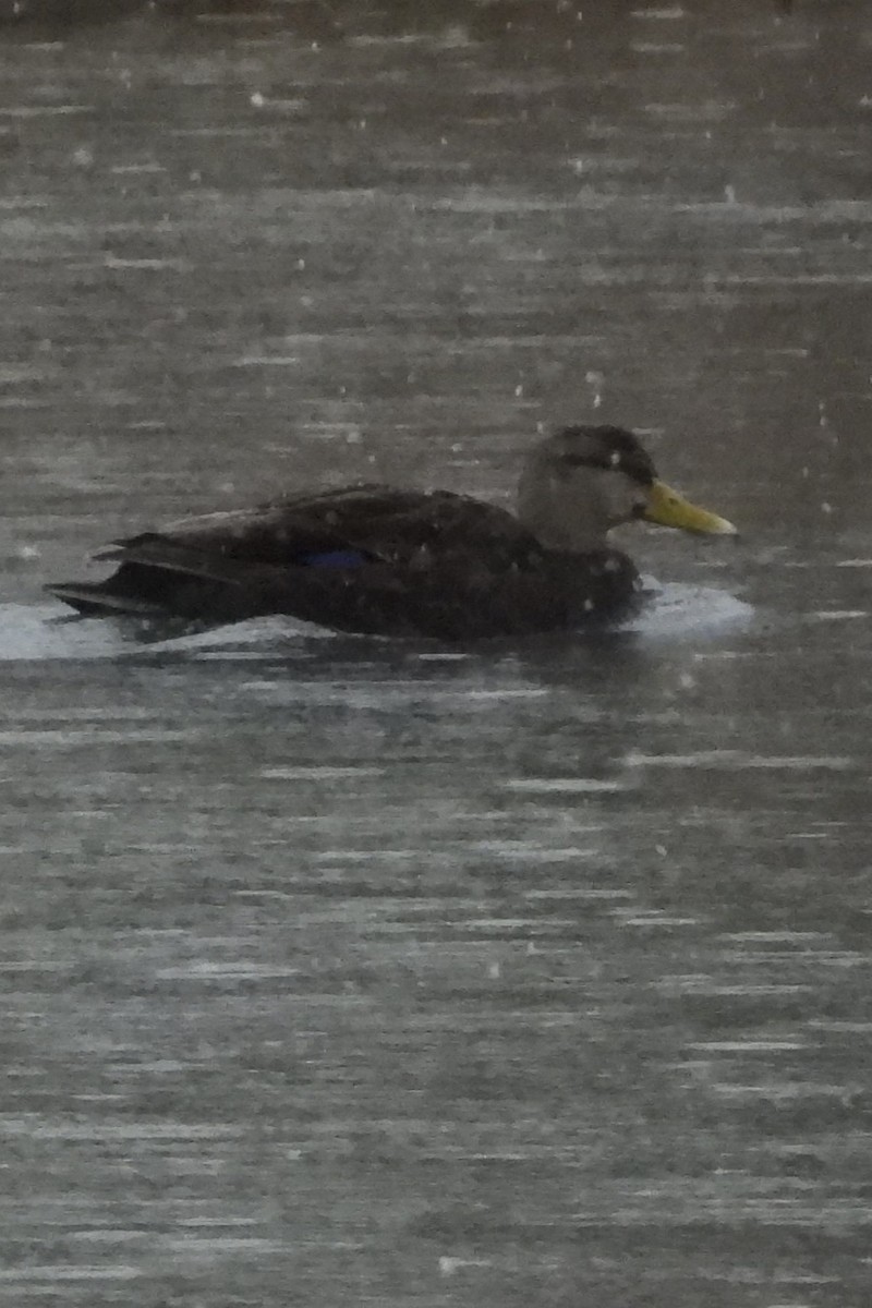 Ahate iluna - ML647415921