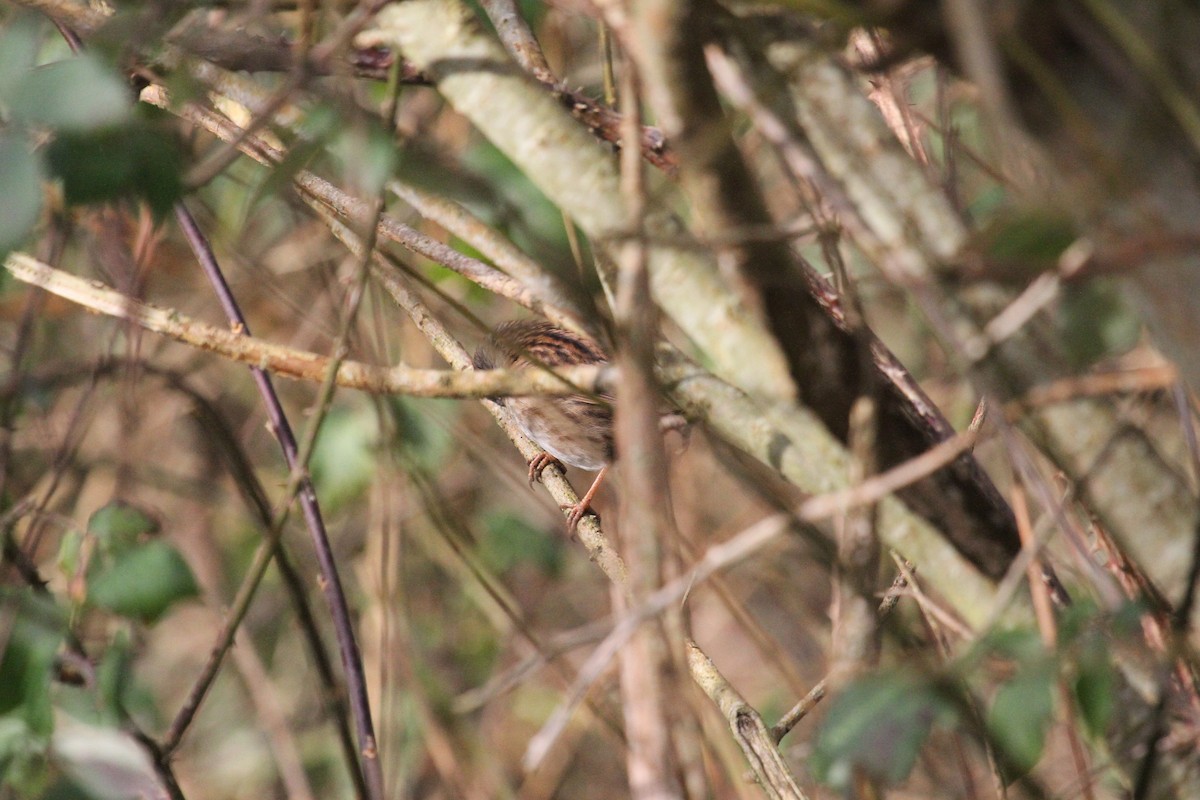 Dunnock - ML647415949