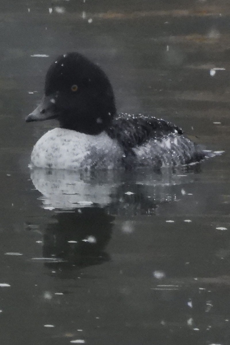 キタホオジロガモ - ML647415952