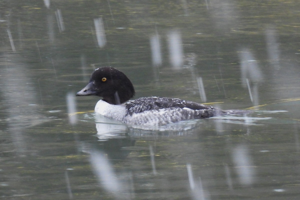 キタホオジロガモ - ML647415953