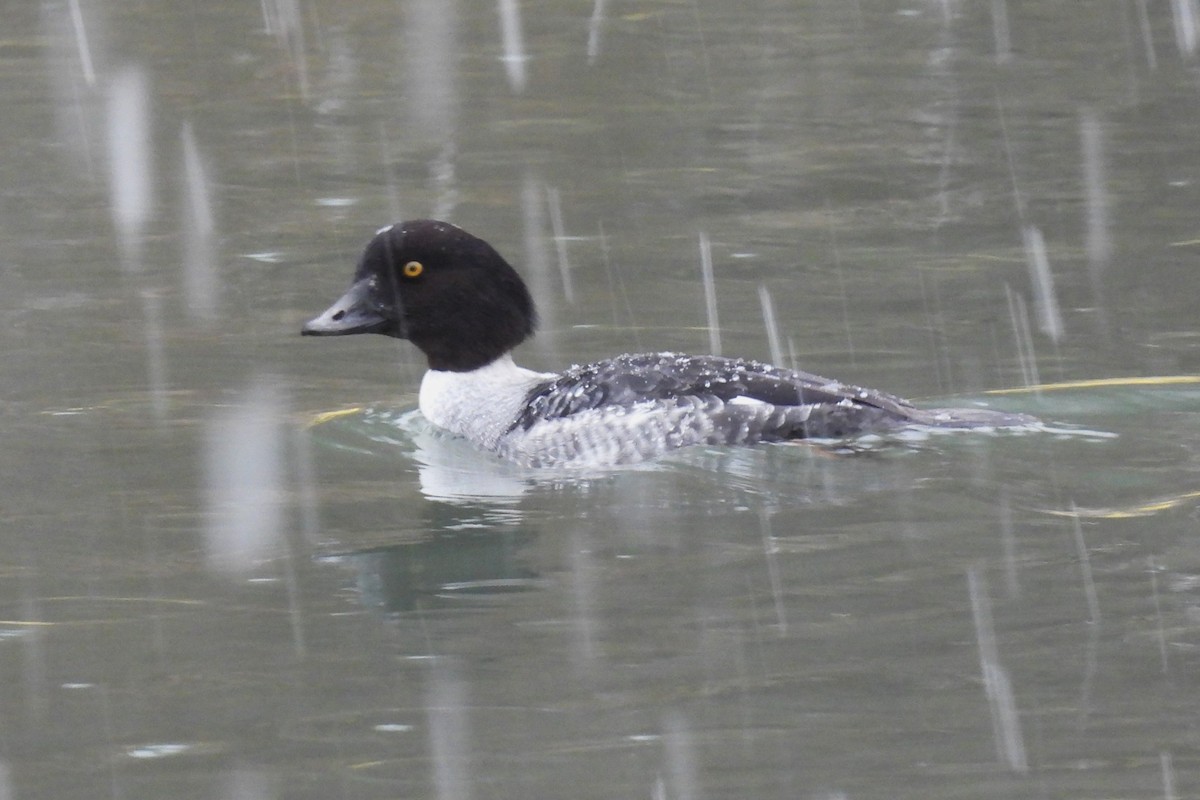 キタホオジロガモ - ML647415954