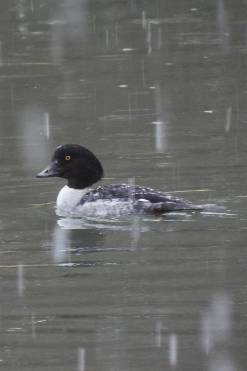 キタホオジロガモ - ML647415955