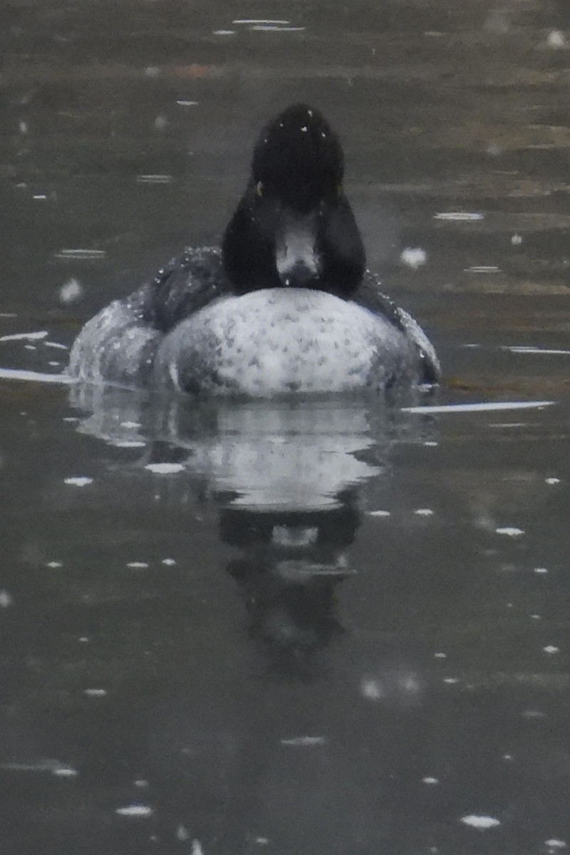 キタホオジロガモ - ML647415956