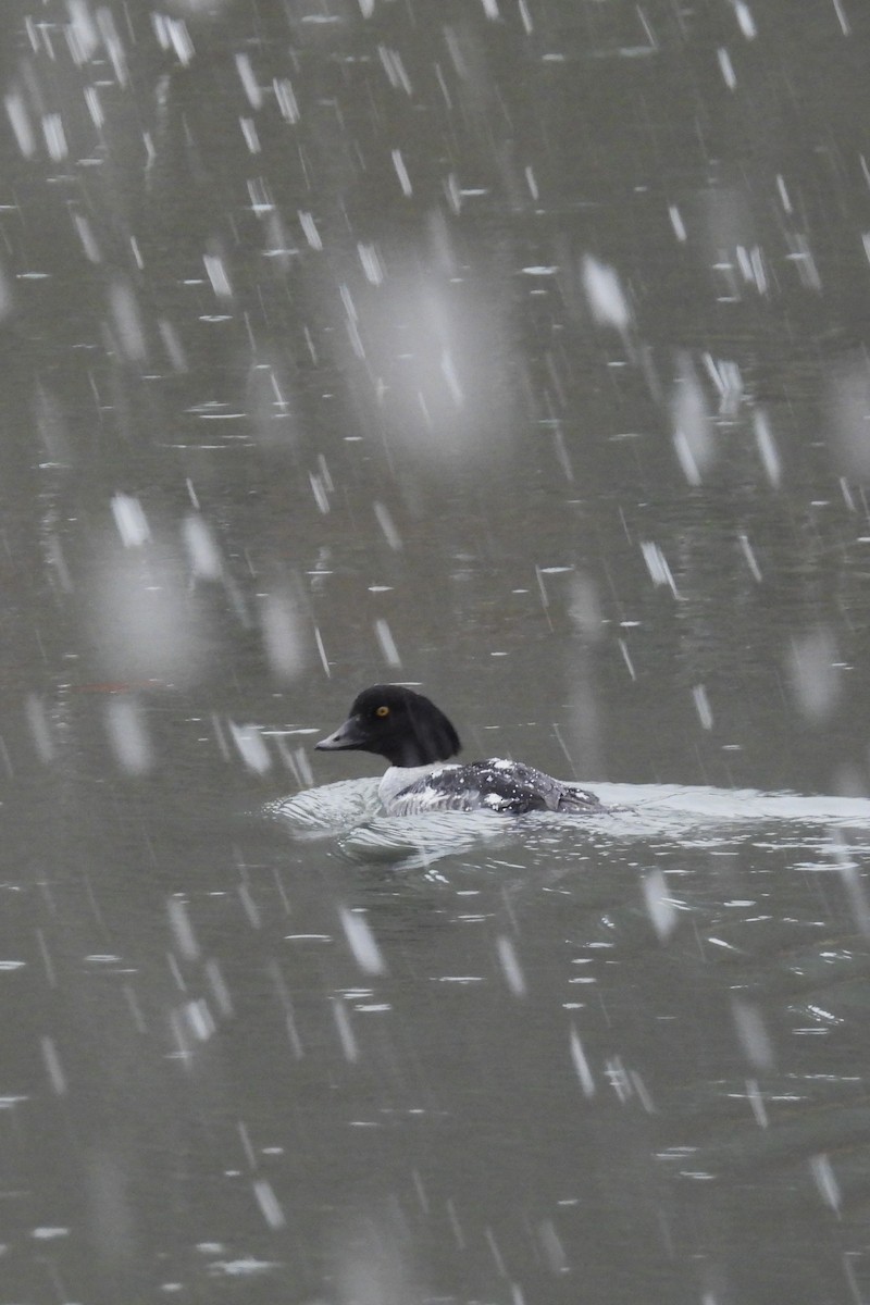 キタホオジロガモ - ML647415957