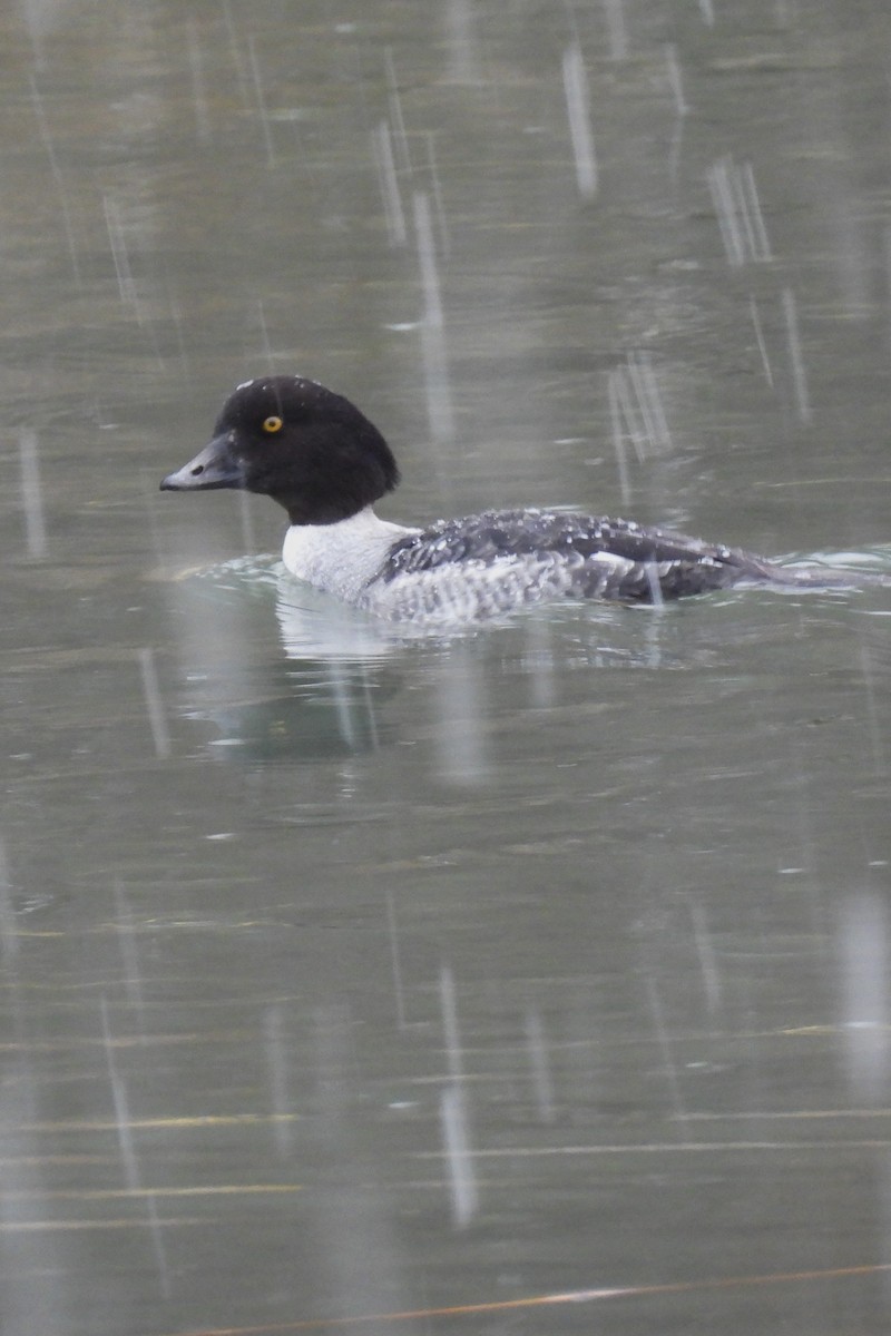 キタホオジロガモ - ML647415958