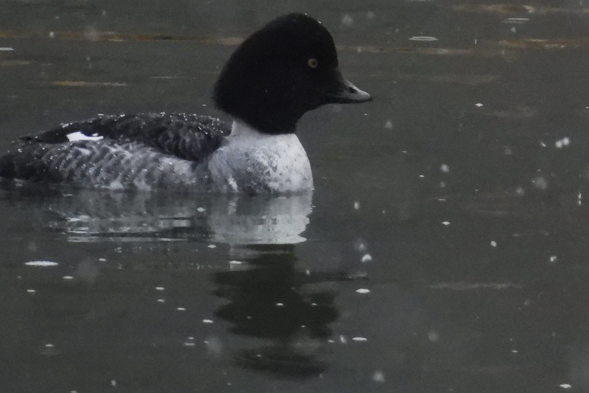 キタホオジロガモ - ML647415959