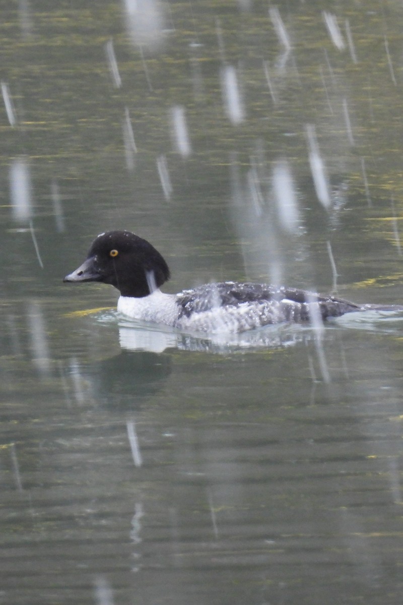 キタホオジロガモ - ML647415960