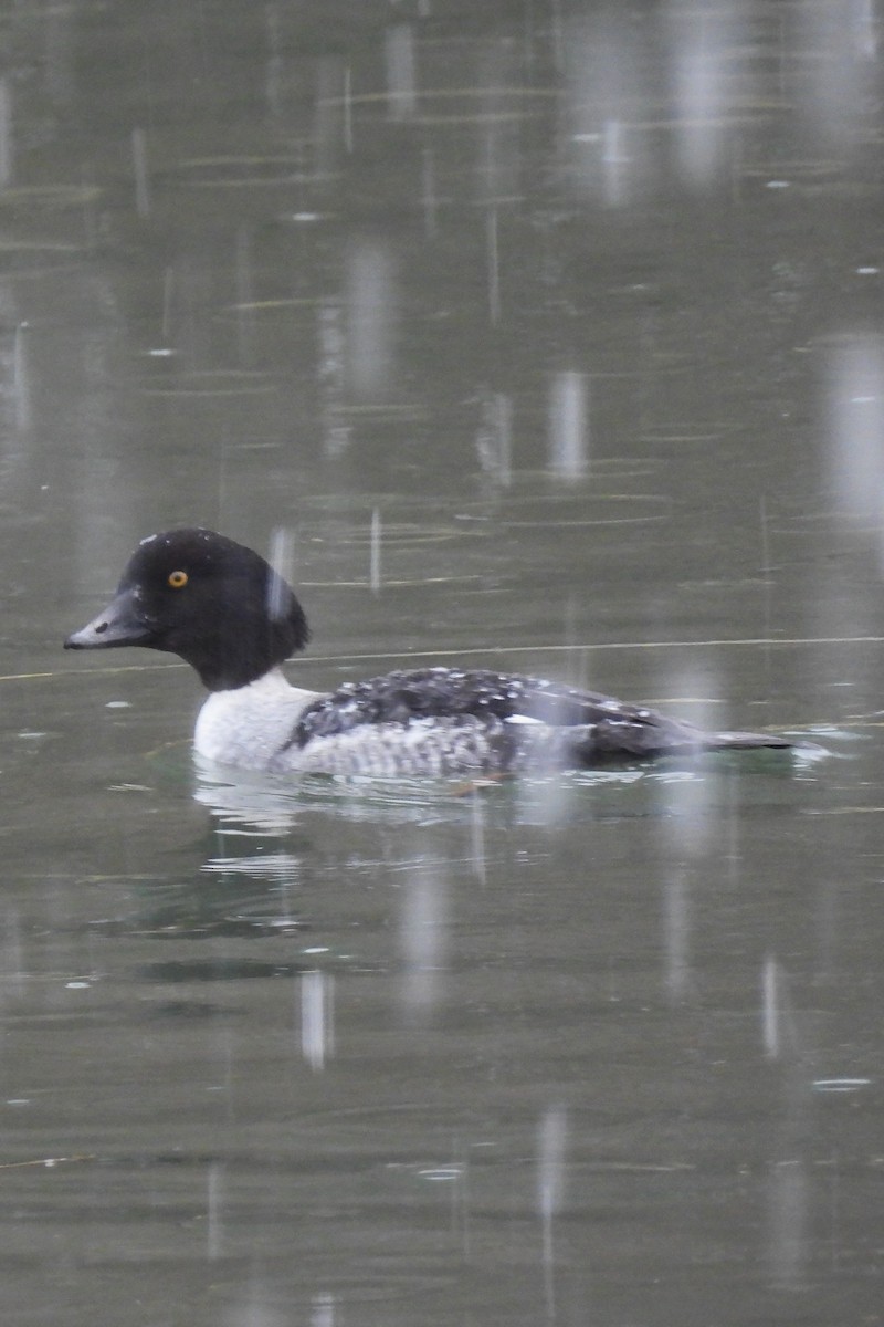 キタホオジロガモ - ML647415961