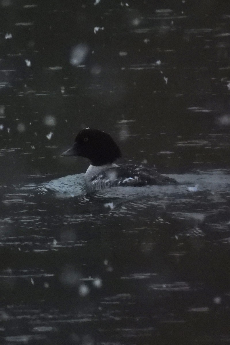 キタホオジロガモ - ML647415962