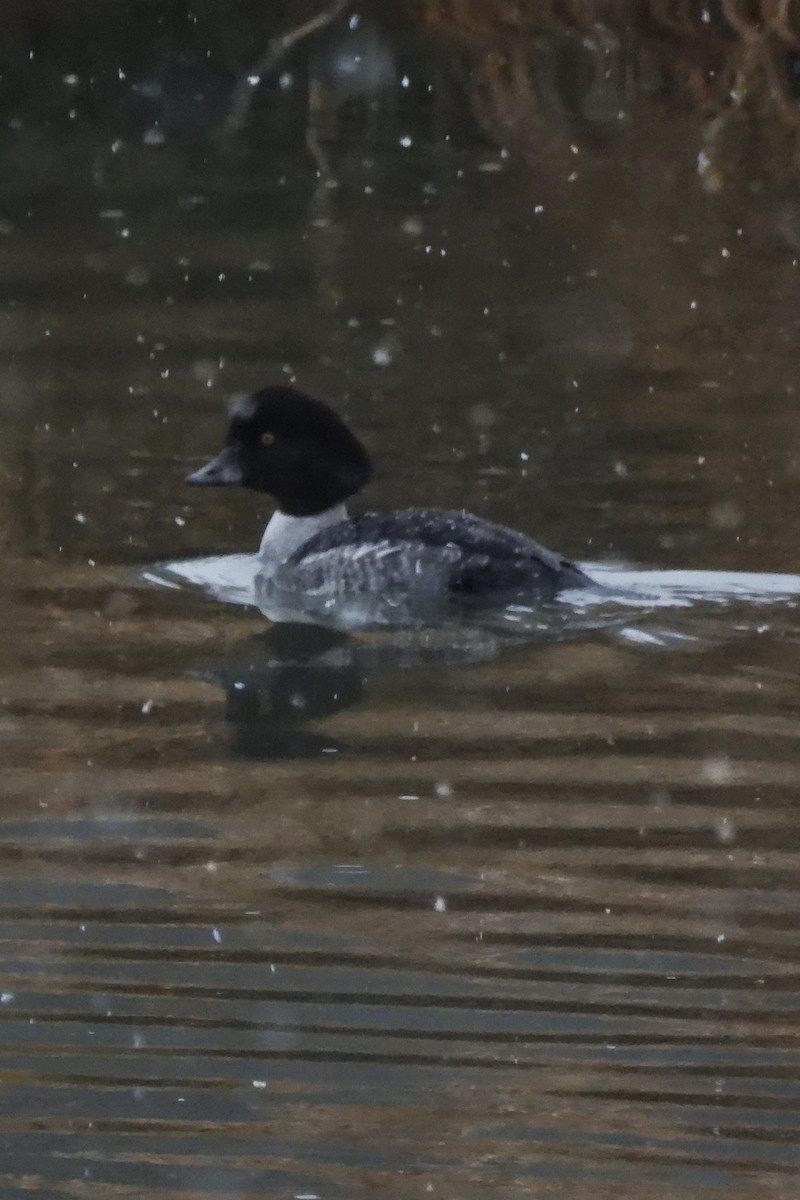 キタホオジロガモ - ML647415963