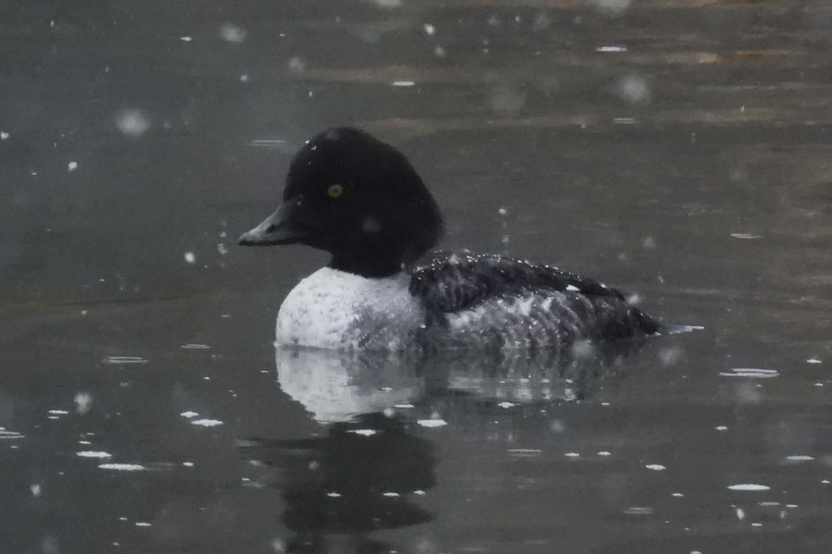 キタホオジロガモ - ML647415964