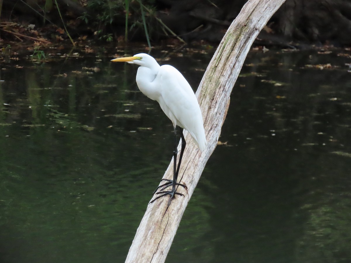Great Egret - ML647415965