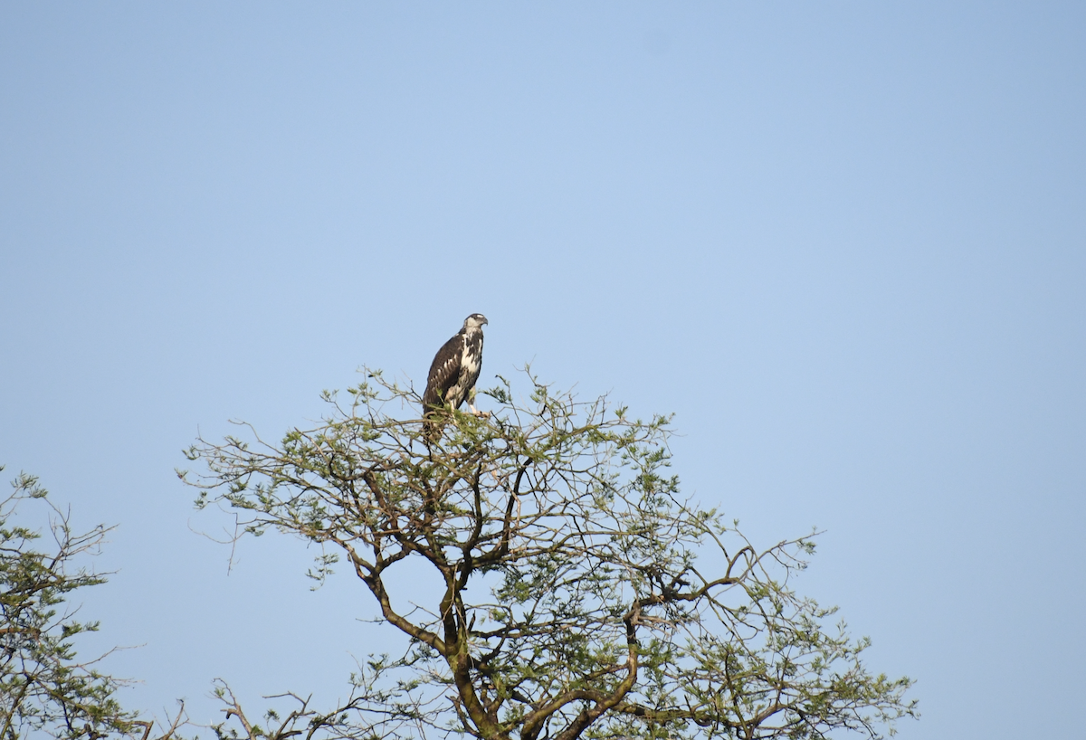 flodørn - ML647415967