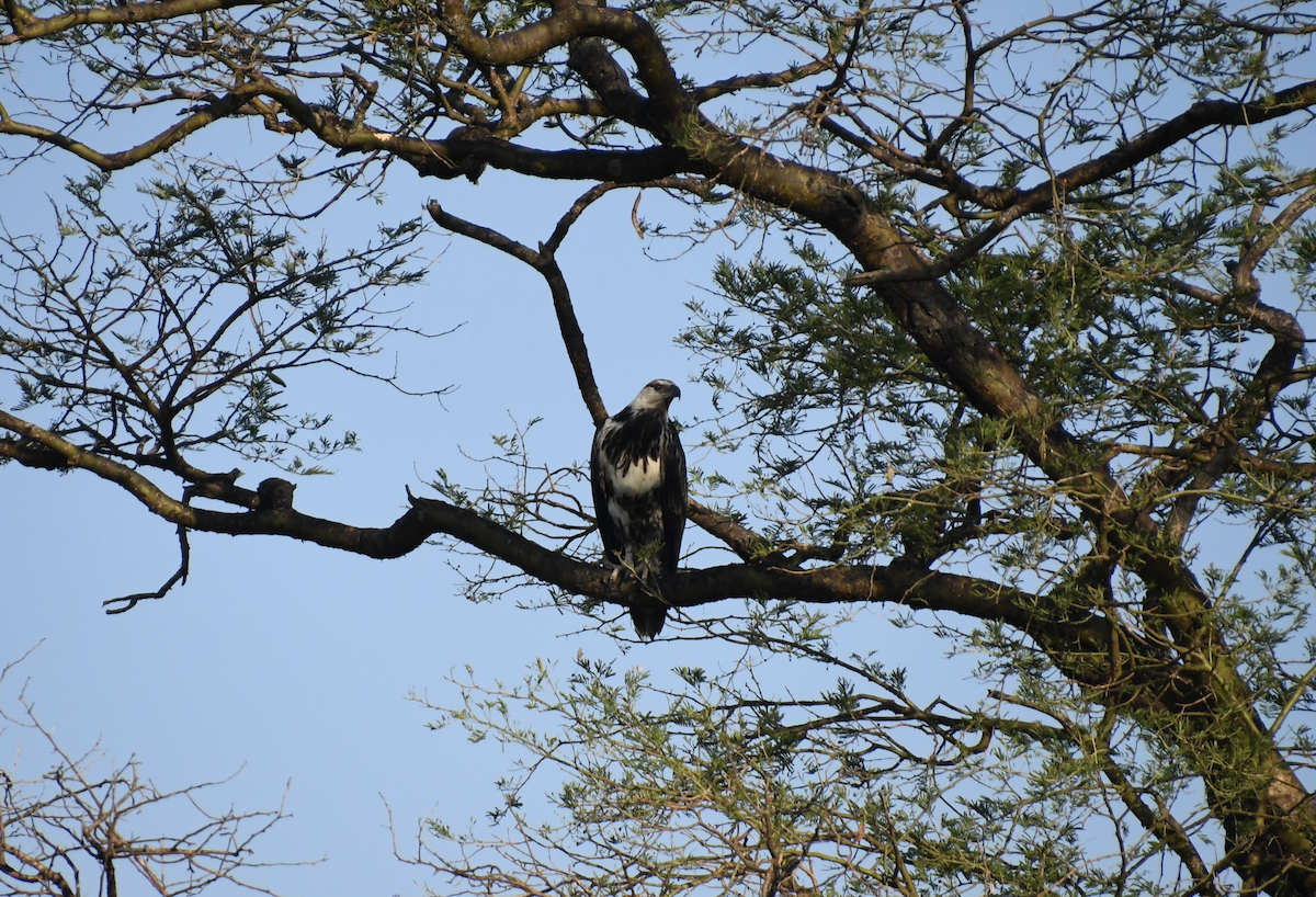 flodørn - ML647415968