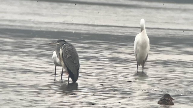 Колпица - ML647415972