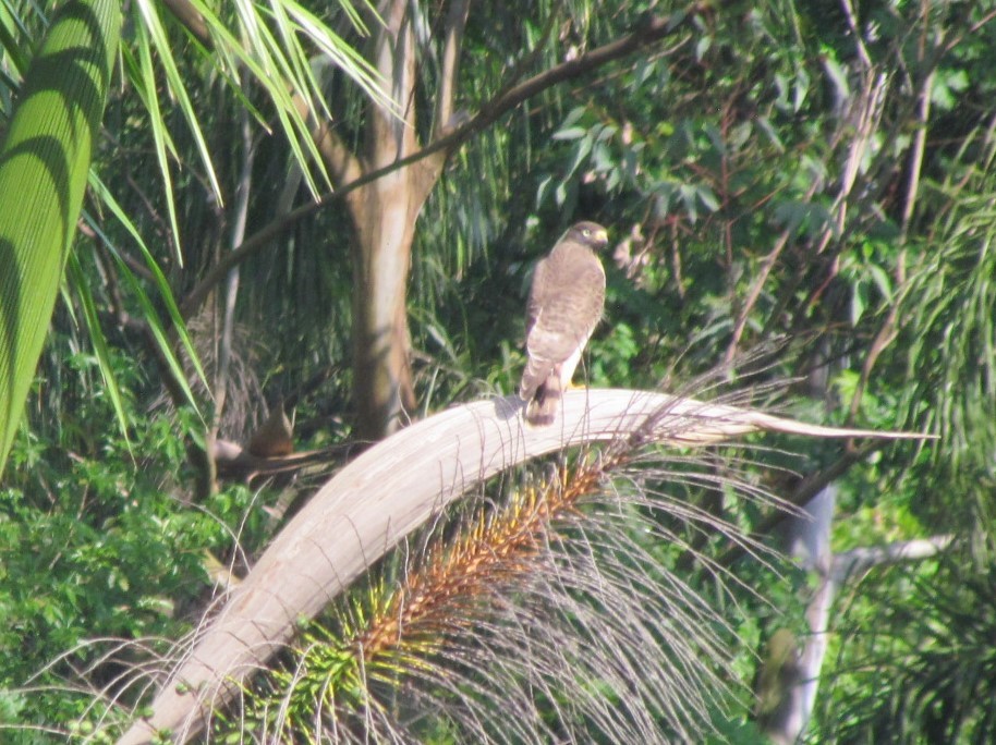 Roadside Hawk - ML647415991