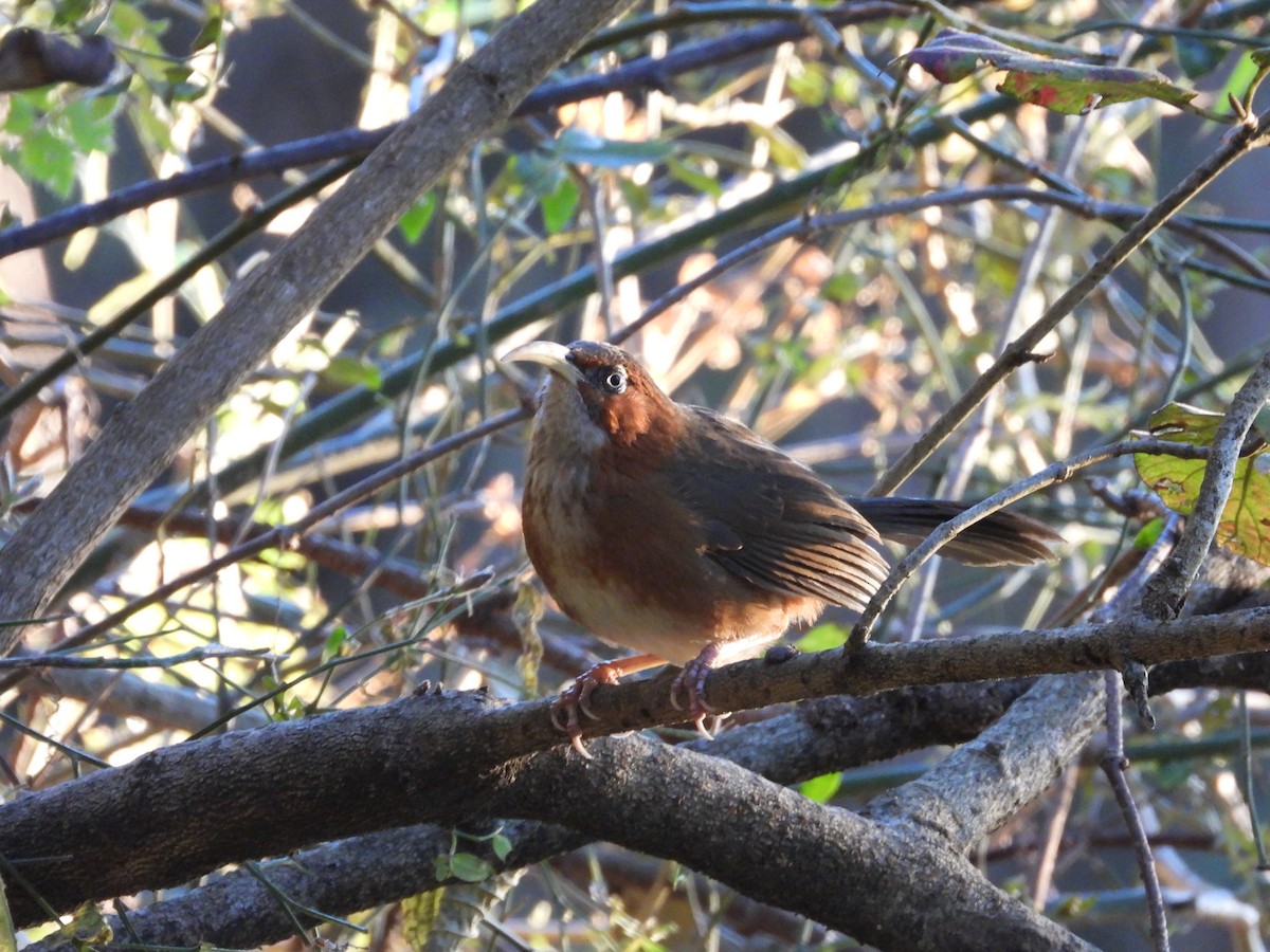 Rusty-cheeked Scimitar-Babbler - ML647416022