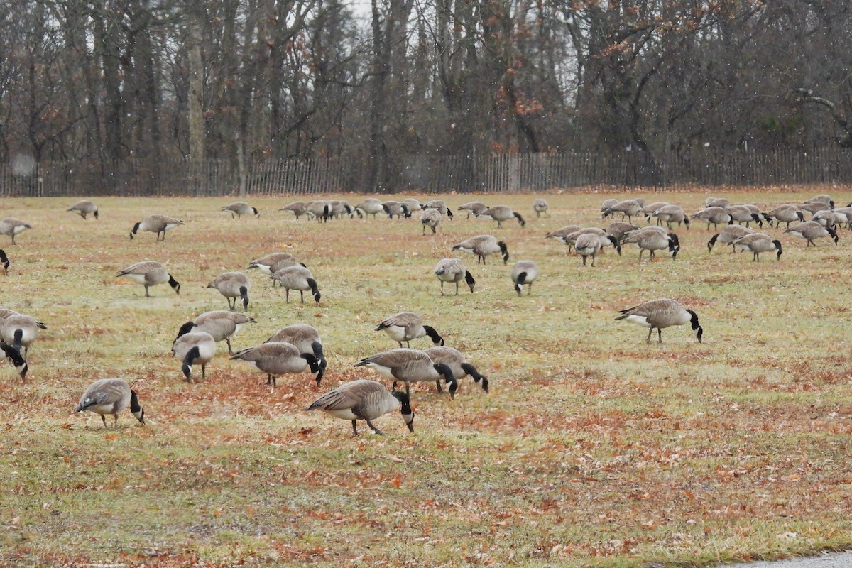 Canada Goose - ML647416031
