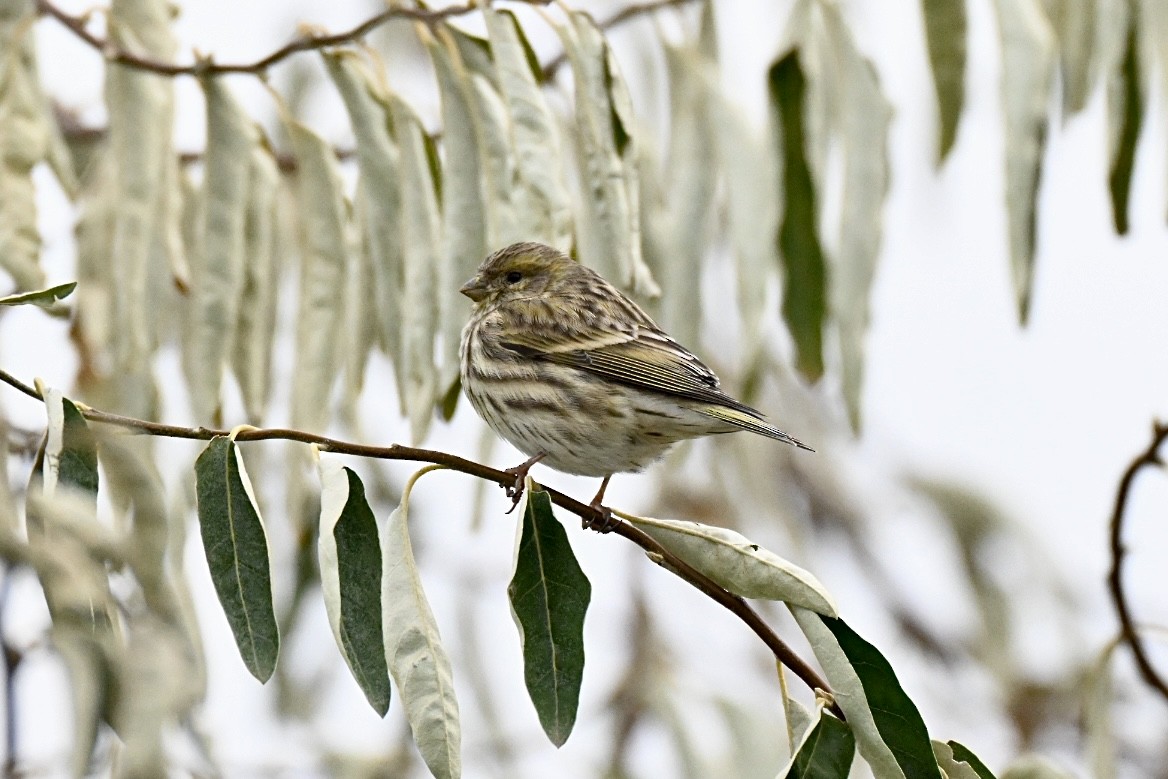 European Serin - ML647416033