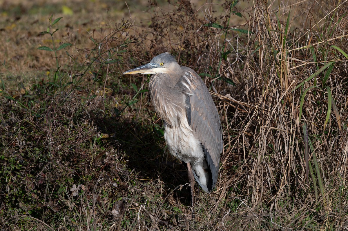 Great Blue Heron (Great Blue) - ML647416073