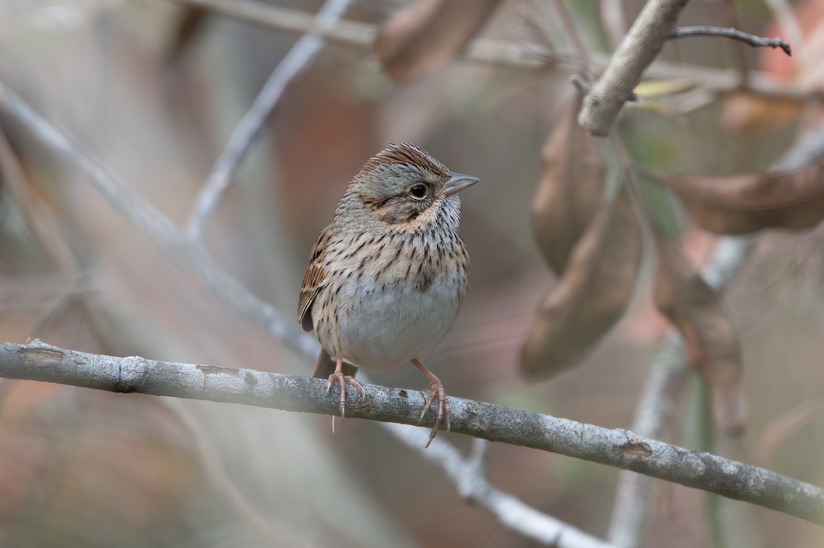 Lincoln's Sparrow - ML647416084