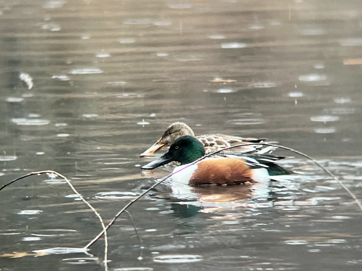 Canard souchet - ML647416095