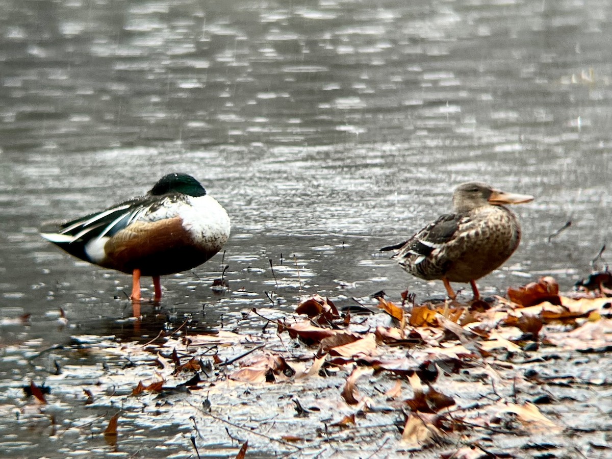 Canard souchet - ML647416096