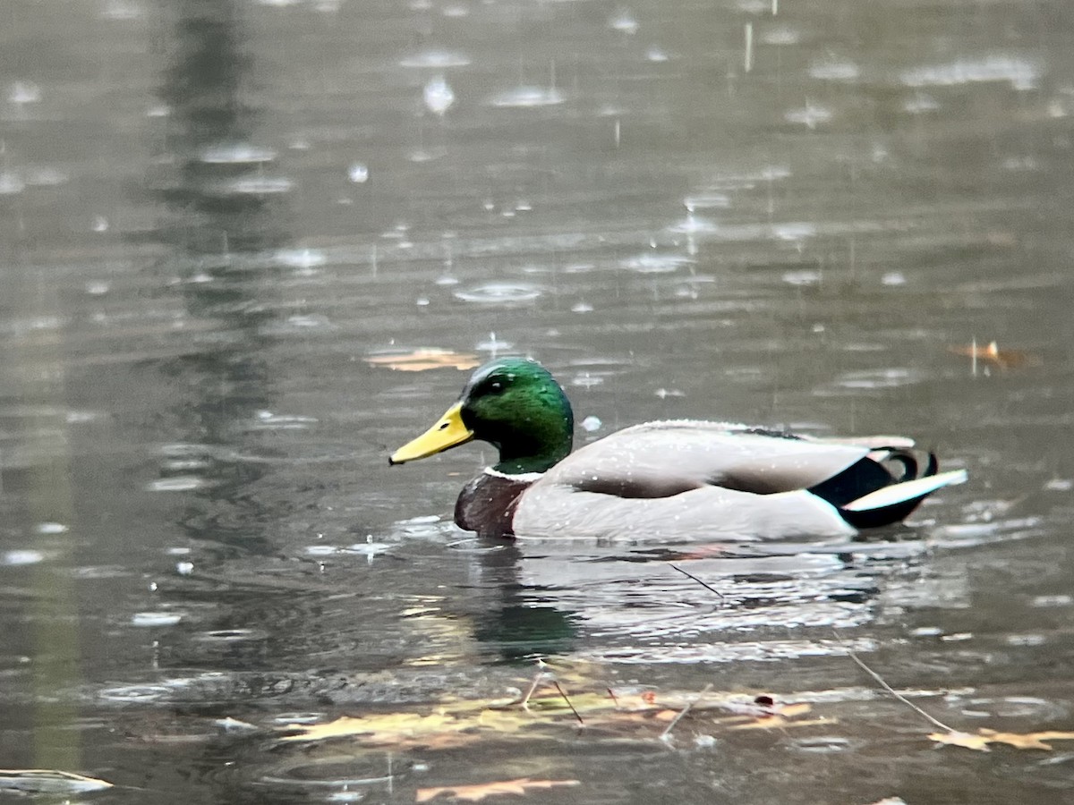 Canard colvert - ML647416098