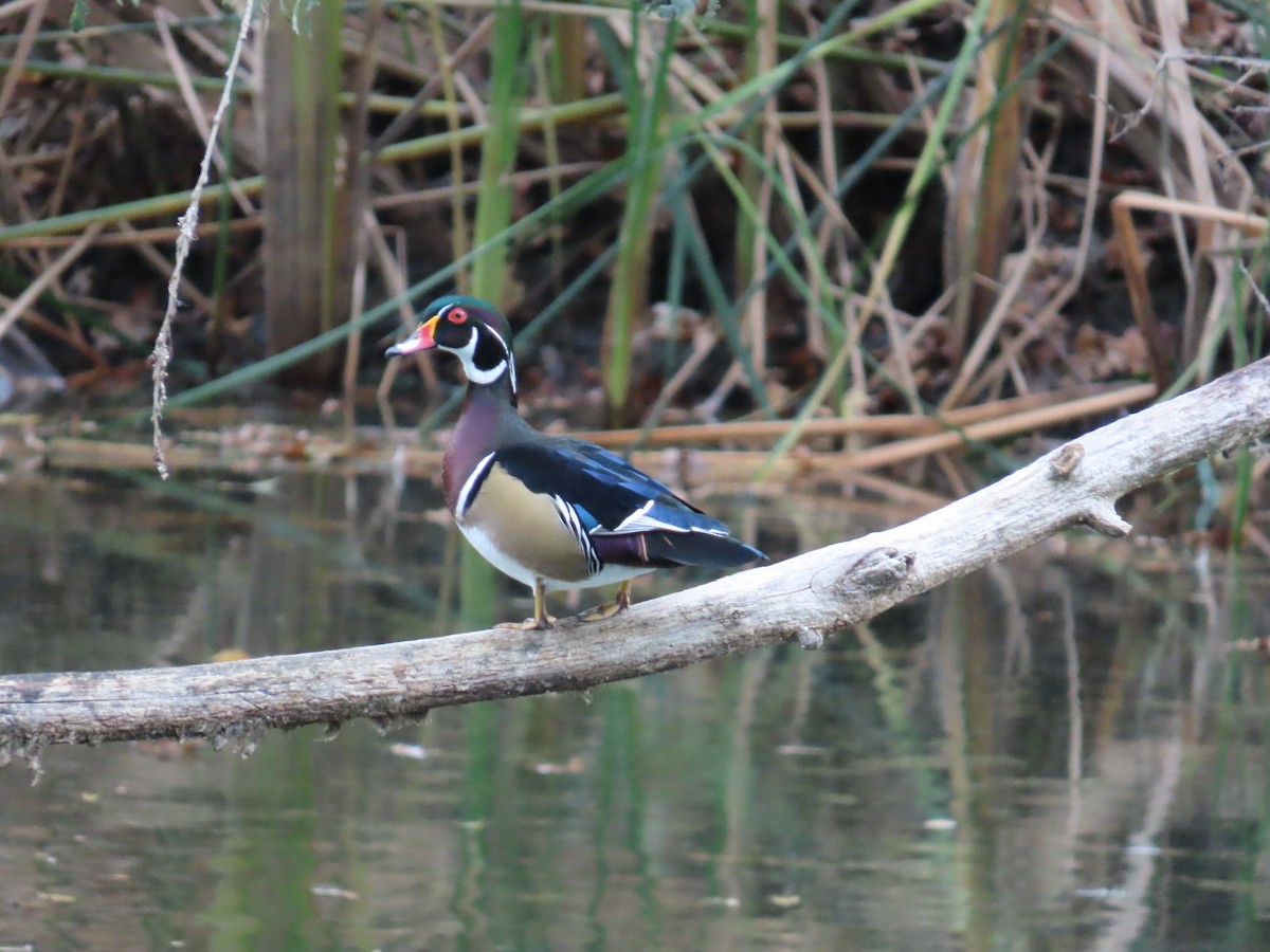 Wood Duck - ML647416102