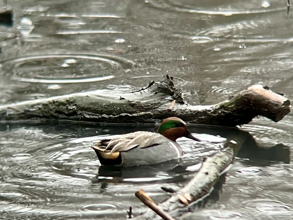 Sarcelle d'hiver - ML647416115