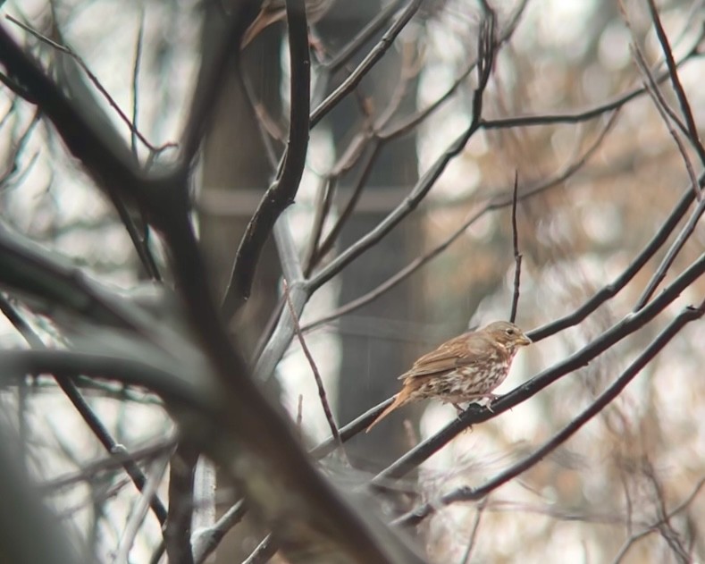 Bruant fauve (iliaca/zaboria) - ML647416125