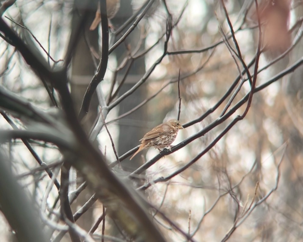 Bruant fauve (iliaca/zaboria) - ML647416126