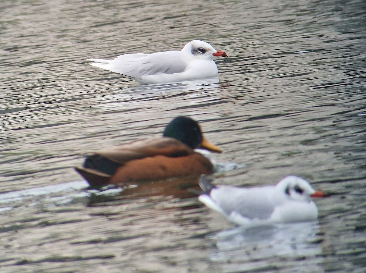 Mediterranean Gull - ML647416127