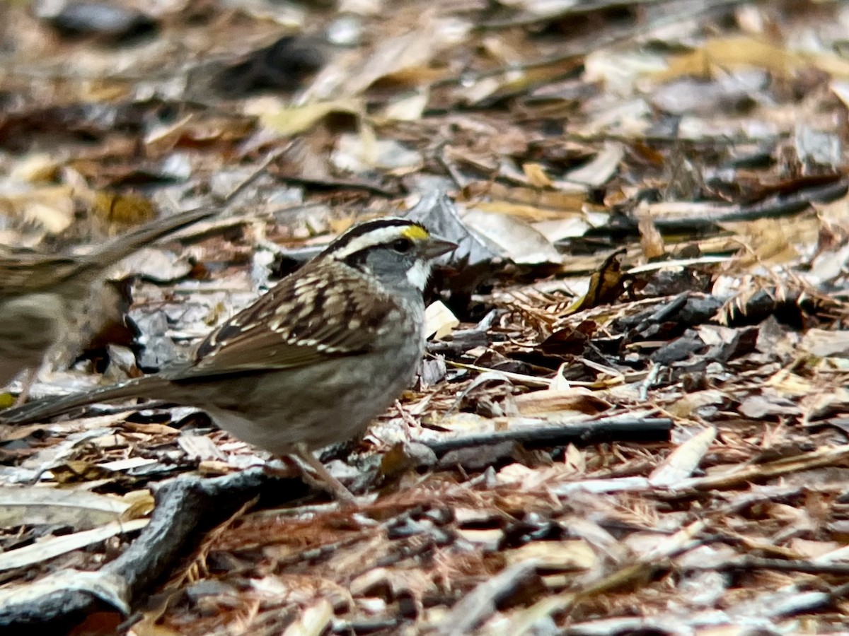 Bruant à gorge blanche - ML647416142