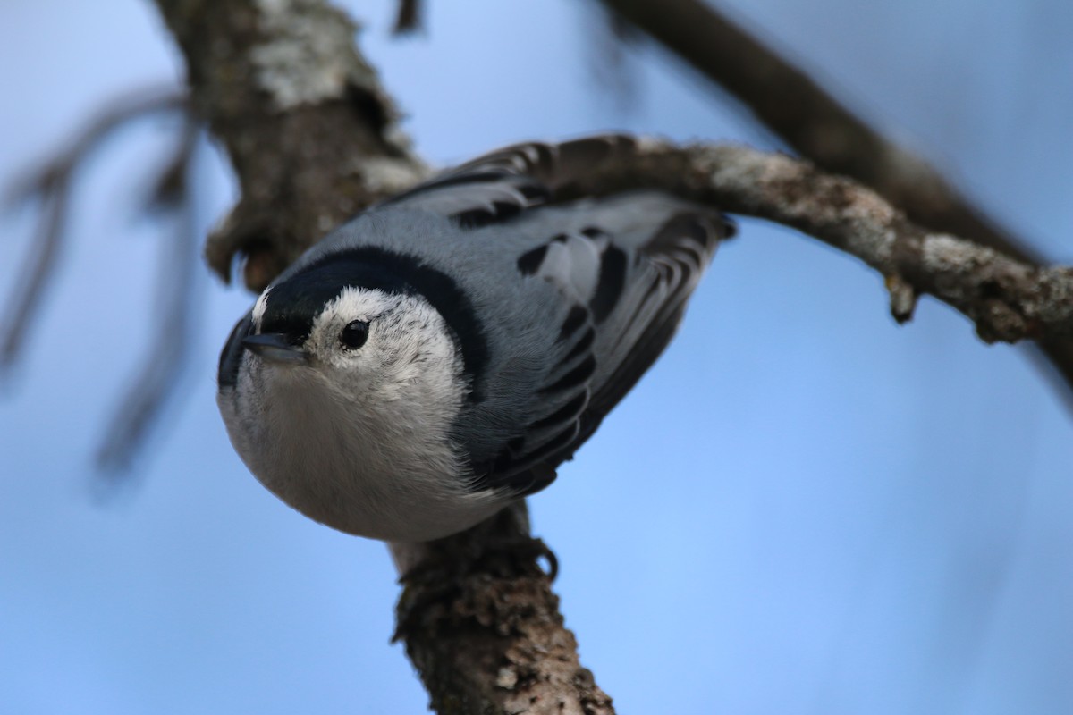 Weißbrustkleiber - ML647416189