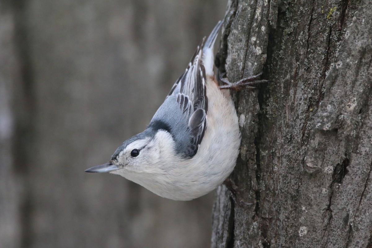 Weißbrustkleiber - ML647416191