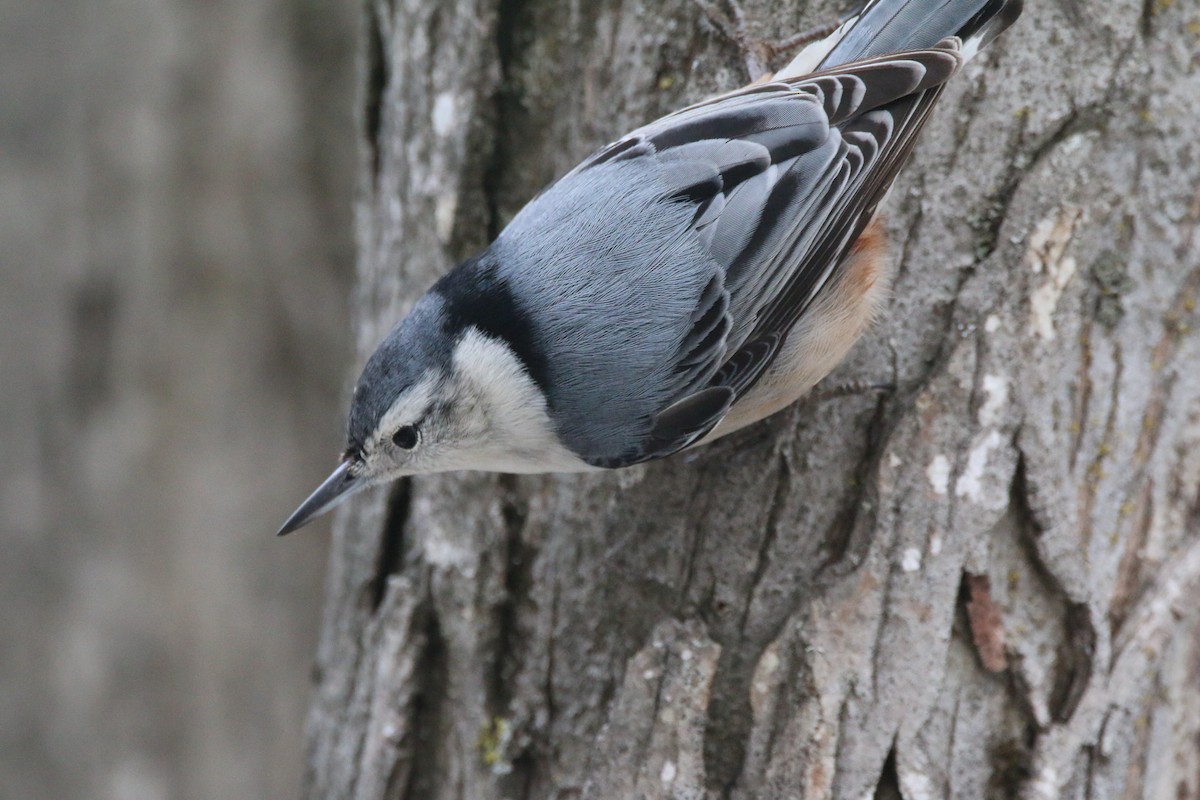 Weißbrustkleiber - ML647416192