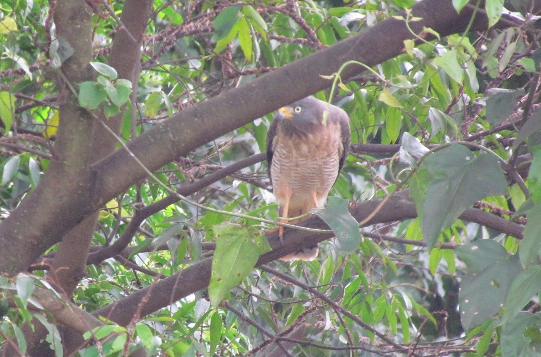 Roadside Hawk - ML647416201