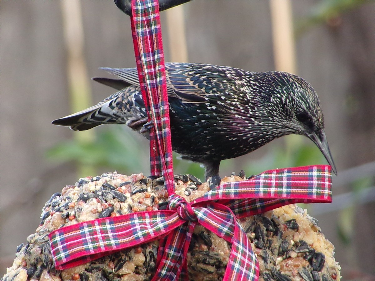European Starling - ML647416202